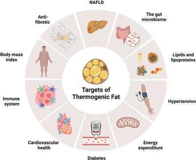 Thermogenic adipose tissue in energy regulation and metabolic health